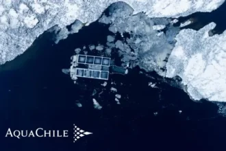 AquaChile enfrenta desafíos a pesar de mantener márgenes positivos en Q1 2026