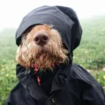 Chile enfrenta un día de lluvias y nevadas en todas sus regiones