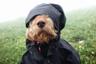 Chile enfrenta un día de lluvias y nevadas en todas sus regiones