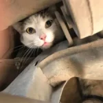 Consejos para evitar que los gatos se escondan en el motor de tu auto en invierno