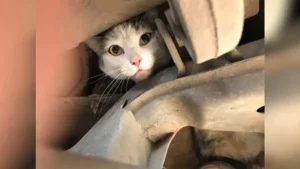 Consejos para evitar que los gatos se escondan en el motor de tu auto en invierno
