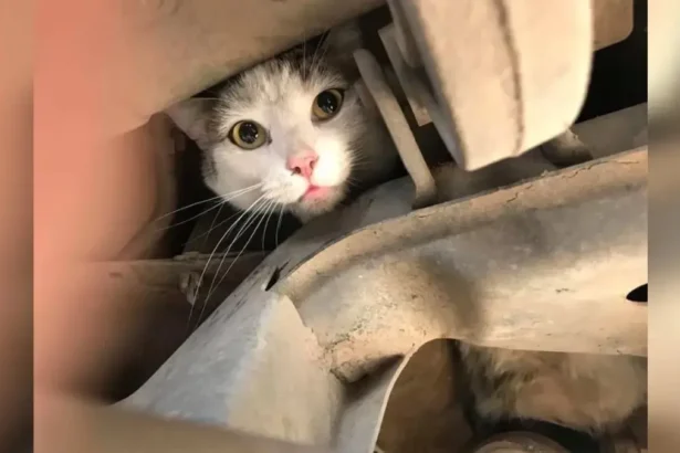 Consejos para evitar que los gatos se escondan en el motor de tu auto en invierno
