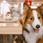 Descubre las mejores cafeterías pet friendly en Viña del Mar