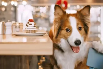 Descubre las mejores cafeterías pet friendly en Viña del Mar