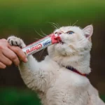 Estudio revela que los gatos solo ayudan a sus dueños si hay recompensa