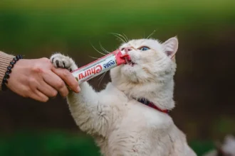 Estudio revela que los gatos solo ayudan a sus dueños si hay recompensa