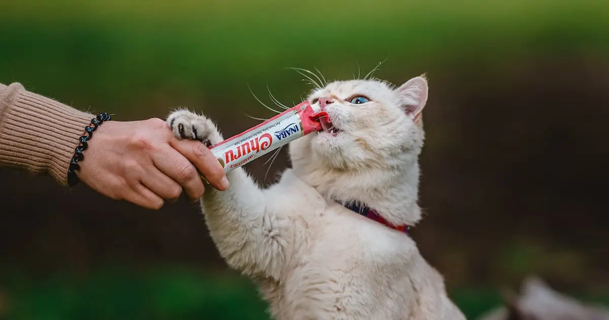 Estudio revela que los gatos solo ayudan a sus dueños si hay recompensa Estudio revela que los gatos solo ayudan a sus dueños si hay recompensa