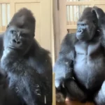 Gorila Kiyomasa se viraliza por actitud reflexiva tras altercado en zoológico japonés