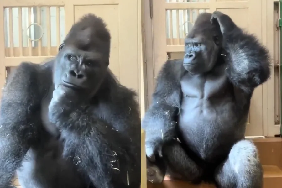 Gorila Kiyomasa se viraliza por actitud reflexiva tras altercado en zoológico japonés Gorila Kiyomasa se viraliza por actitud reflexiva tras altercado en zoológico japonés