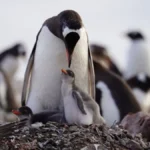 Investigación chilena revela cuatro linajes diferentes en el pingüino papúa