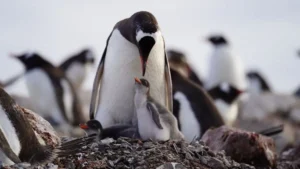 Investigación chilena revela cuatro linajes diferentes en el pingüino papúa