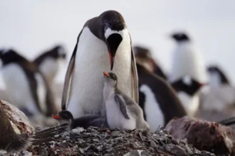 Investigación chilena revela cuatro linajes diferentes en el pingüino papúa