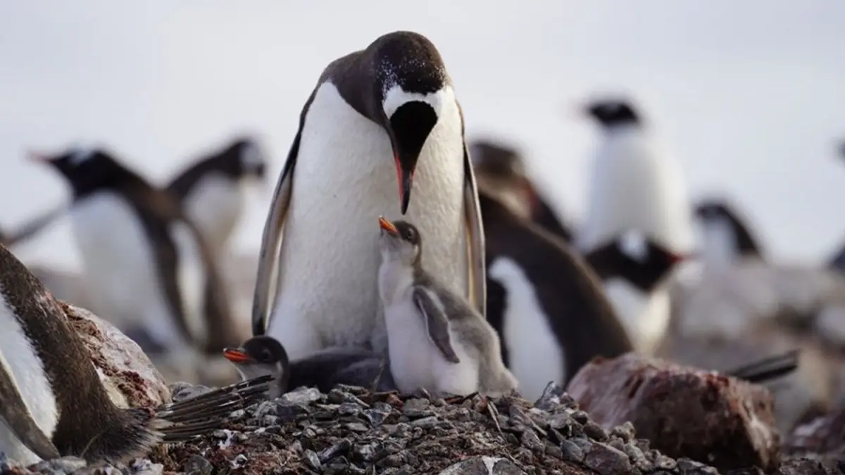 Investigación chilena revela cuatro linajes diferentes en el pingüino papúa Investigación chilena revela cuatro linajes diferentes en el pingüino papúa