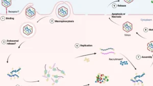 Investigación revela claves para mejorar el control del IPNV en salmonicultura