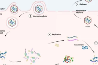 Investigación revela claves para mejorar el control del IPNV en salmonicultura