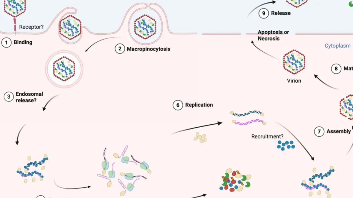 Investigación revela claves para mejorar el control del IPNV en salmonicultura Investigación revela claves para mejorar el control del IPNV en salmonicultura