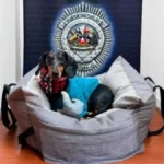 PDI recupera perro de apoyo emocional "Bruce" tras apropiación indebida