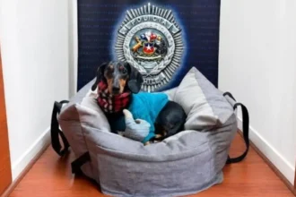 PDI recupera perro de apoyo emocional "Bruce" tras apropiación indebida