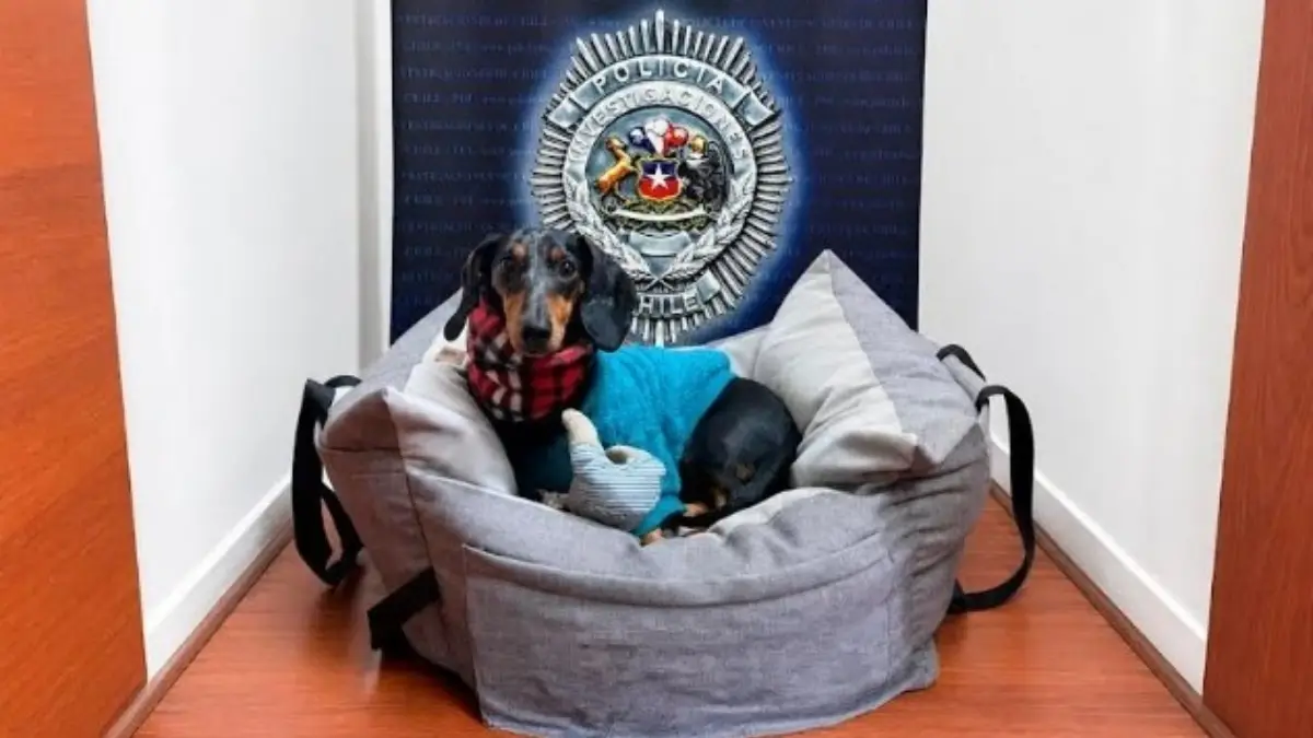 PDI recupera perro de apoyo emocional "Bruce" tras apropiación indebida PDI recupera perro de apoyo emocional "Bruce" tras apropiación indebida