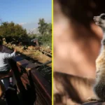 Zoológico Metropolitano ofrece entradas gratuitas durante vacaciones de invierno