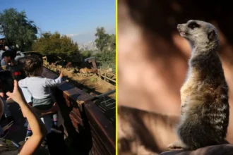 Zoológico Metropolitano ofrece entradas gratuitas durante vacaciones de invierno
