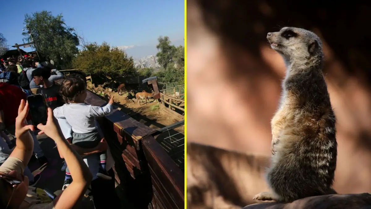 Zoológico Metropolitano ofrece entradas gratuitas durante vacaciones de invierno Zoológico Metropolitano ofrece entradas gratuitas durante vacaciones de invierno