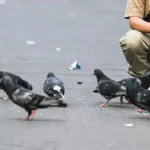 Concepción implementa multas para quienes alimenten palomas en la plaza