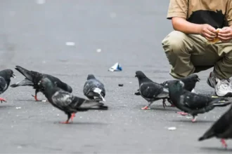 Concepción implementa multas para quienes alimenten palomas en la plaza