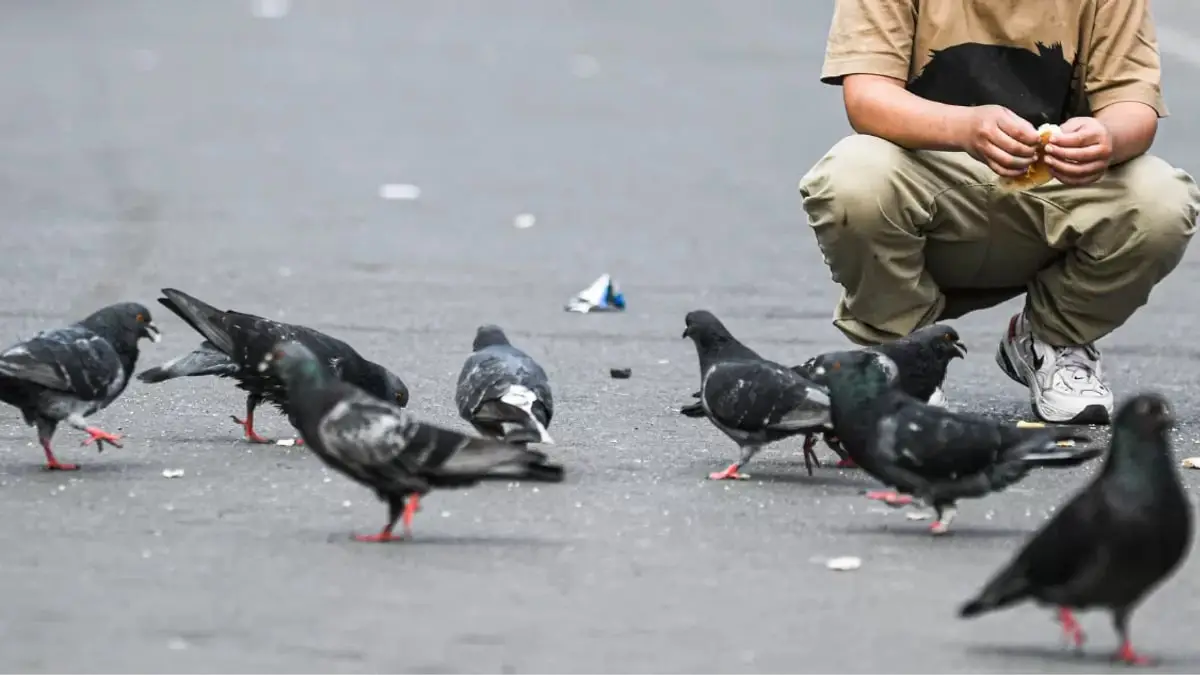 Concepción implementa multas para quienes alimenten palomas en la plaza Concepción implementa multas para quienes alimenten palomas en la plaza