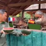 Impacto viral: Moo Deng y su predicción para el Mundial 2026