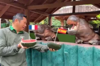 Impacto viral: Moo Deng y su predicción para el Mundial 2026