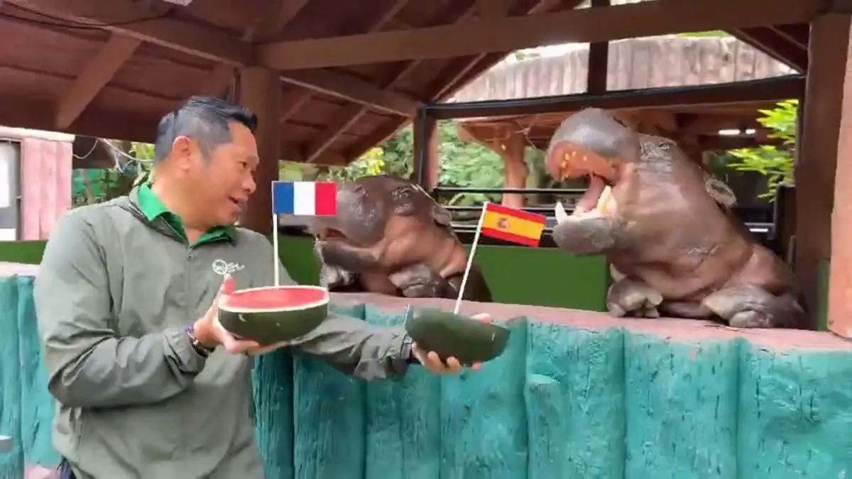Impacto viral: Moo Deng y su predicción para el Mundial 2026 Impacto viral: Moo Deng y su predicción para el Mundial 2026