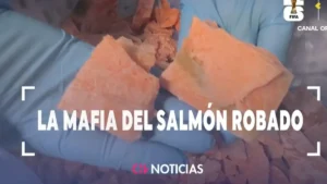 Mafia del salmón en Chile: una red desarticulada que comercializaba producto en mal estado
