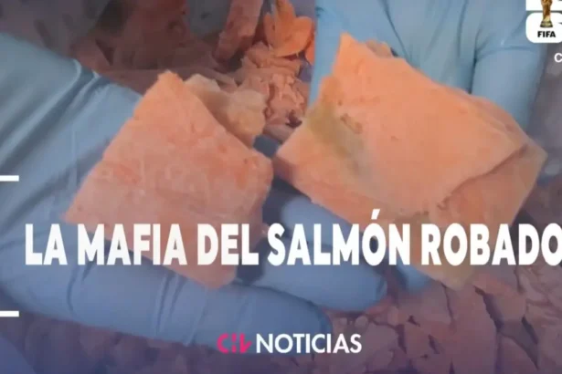 Mafia del salmón en Chile: una red desarticulada que comercializaba producto en mal estado
